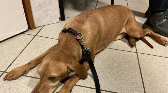 Daganatos betegségek a vizsláknál, amikre fel kell készülnünk